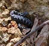 rattler